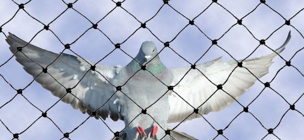 شركة مكافحة الحمام في الامارات