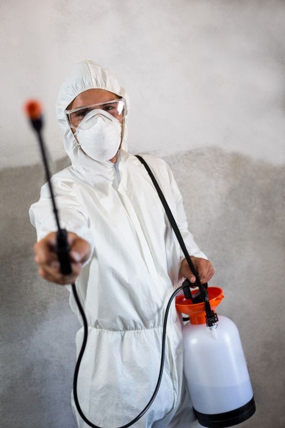 كيفية القضاء على النمل في دبي